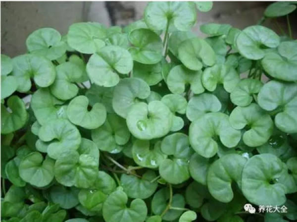 Dichondra repens