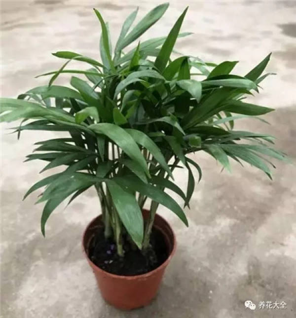 Dolphin Flower