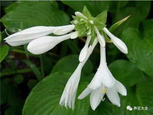 Dolphin Flower