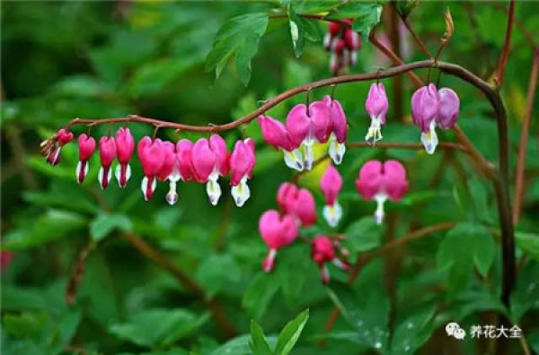 Dolphin Flower