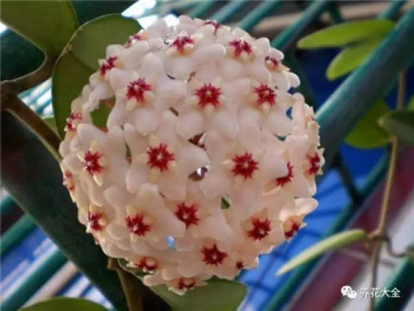 dolphin flower
