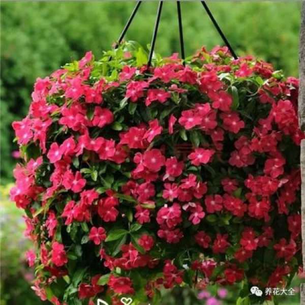 Catharanthus