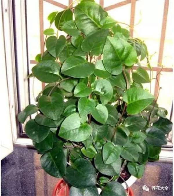 Catharanthus