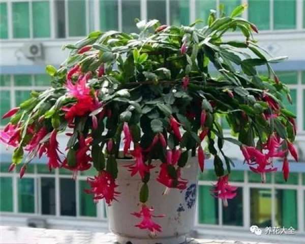 Catharanthus