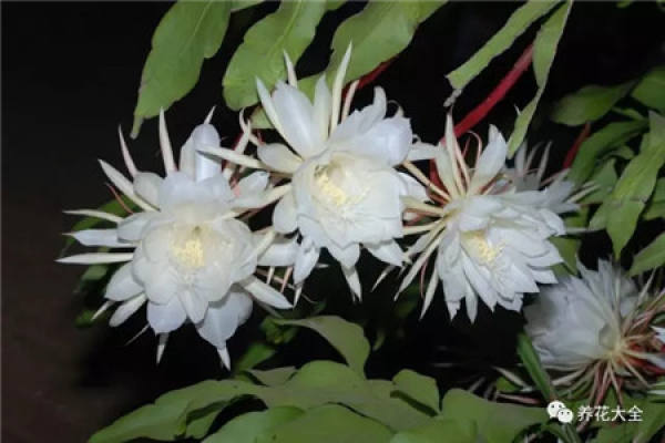 Catharanthus