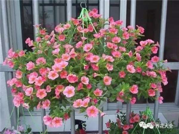 Catharanthus