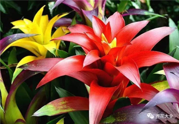 Catharanthus