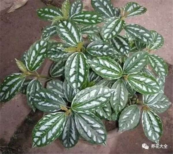 Changchun flower