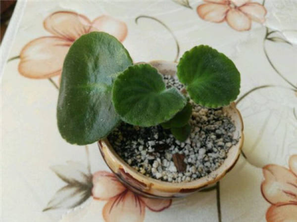African violet
