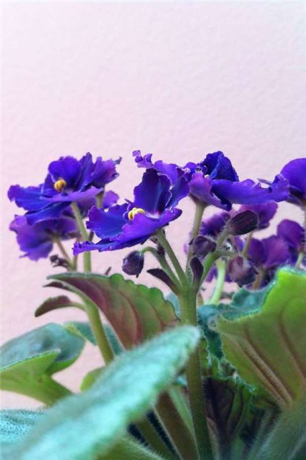 African violet