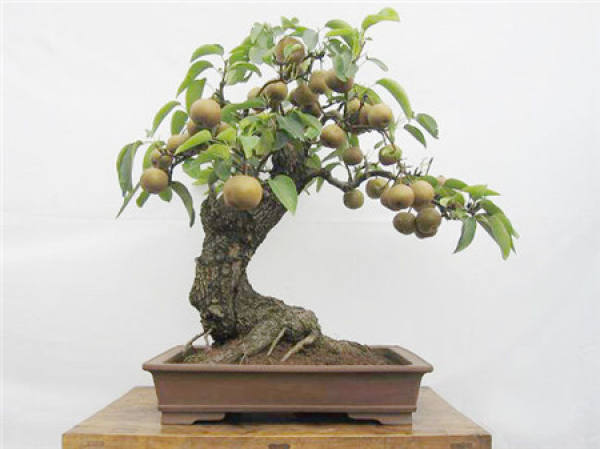 Pear Tree Bonsai