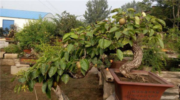 Pear Tree
