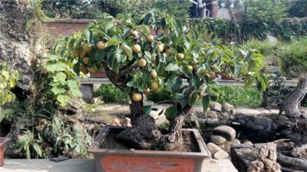 Pear Tree