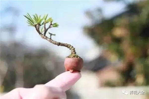 Potted thumb