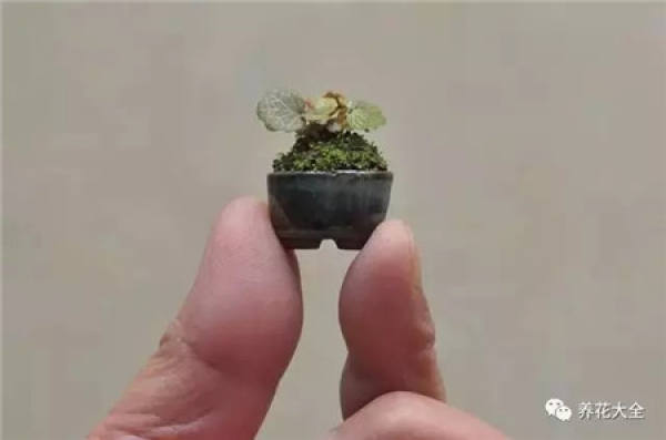 Potted thumb