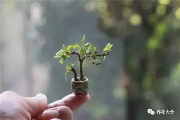 Potted thumb