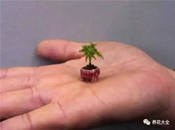 Potted thumb