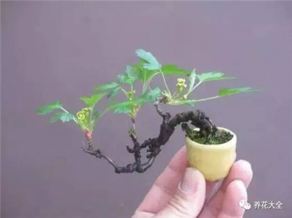 Potted thumb