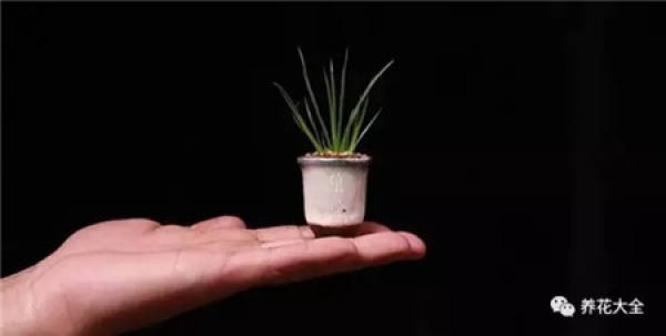 Potted thumb