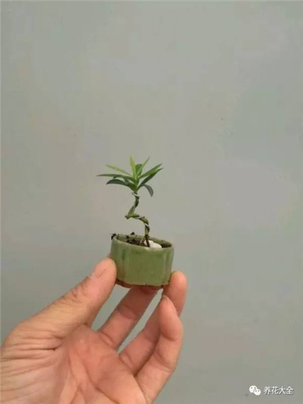 Potted thumb