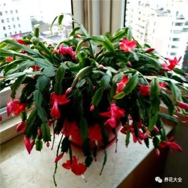 Zygocactus japonicus