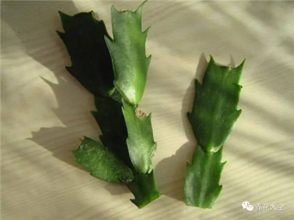Zygocactus japonicus