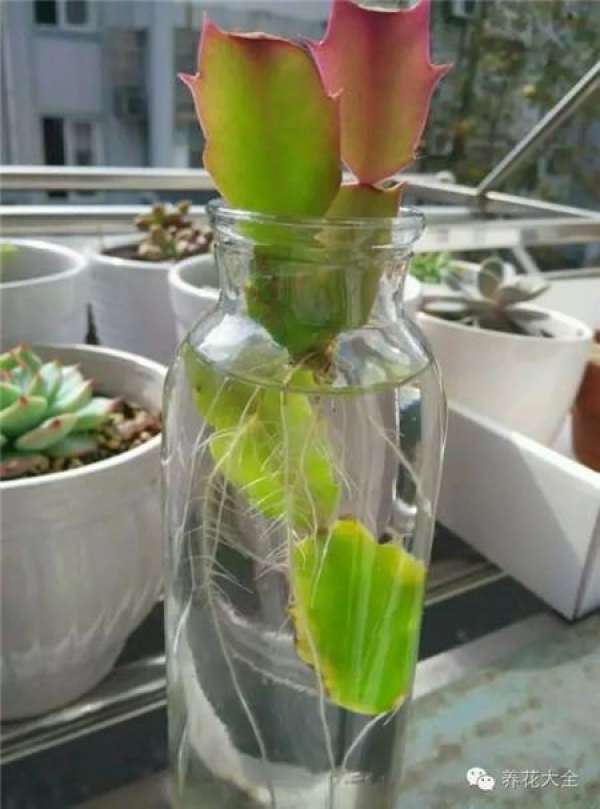 Zygocactus japonicus