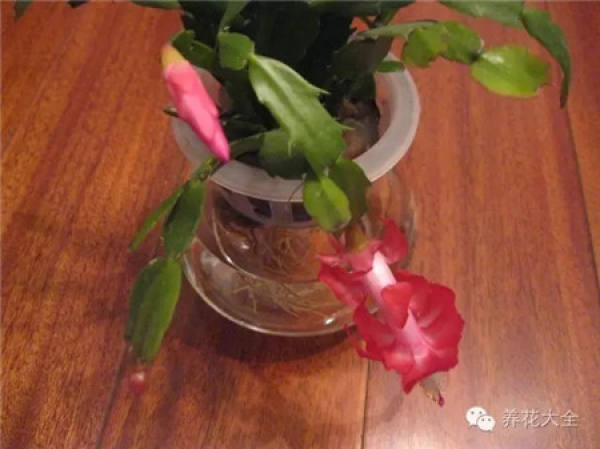 Zygocactus japonicus