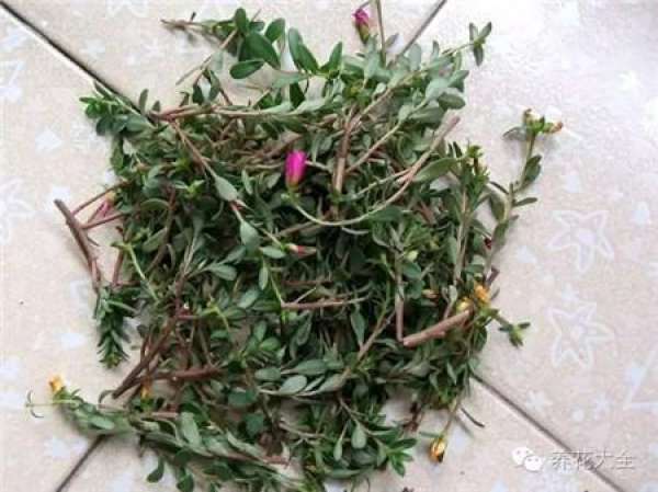 Zygocactus japonicus