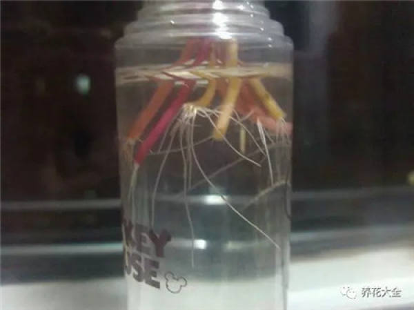 Zygocactus japonicus