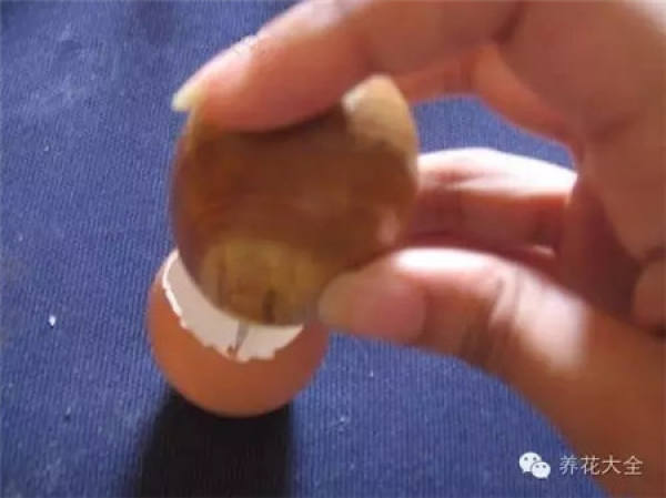 A flowerpot made of eggshell