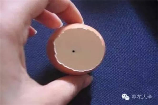 A flowerpot made of eggshell
