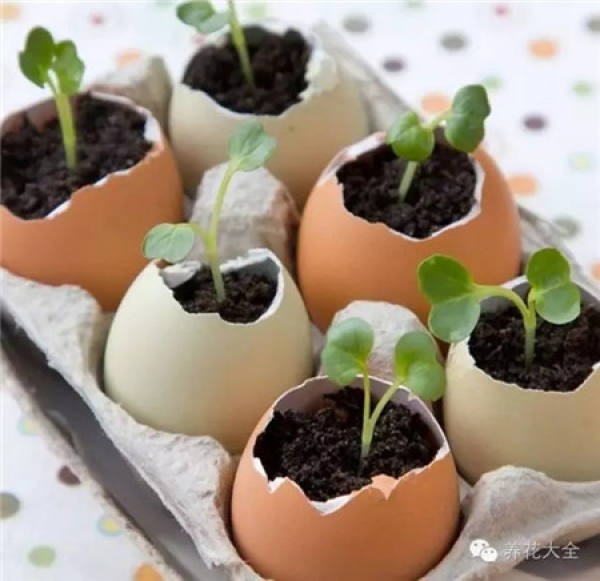 A flowerpot made of eggshell