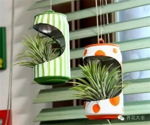 Pop-top can as flowerpot
