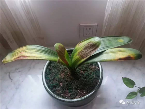 The rotten root of the Clivia do this.