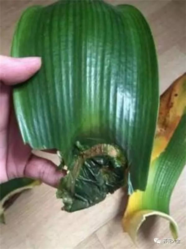 The rotten root of the Clivia do this.