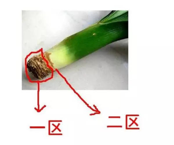 The rotten root of the Clivia do this.