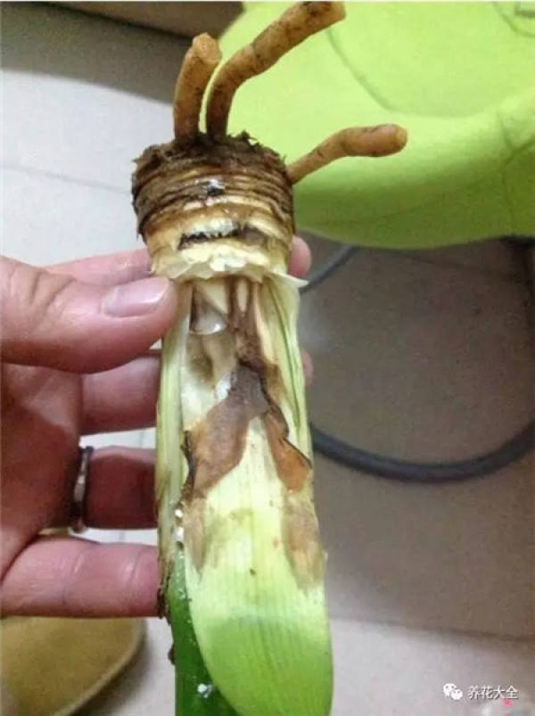 The rotten root of the Clivia do this.