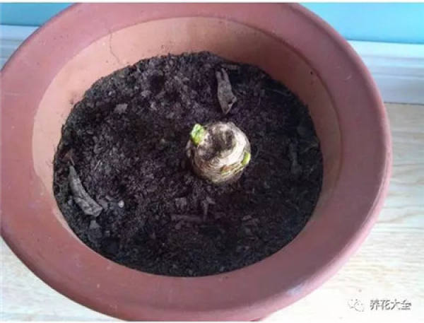 The rotten root of the Clivia do this.