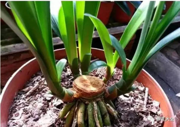 The rotten root of the Clivia do this.