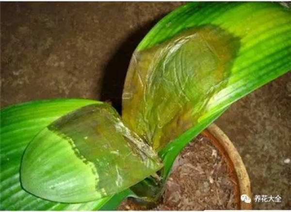 The rotten root of the Clivia do this.