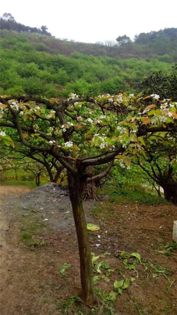 Pear Tree
