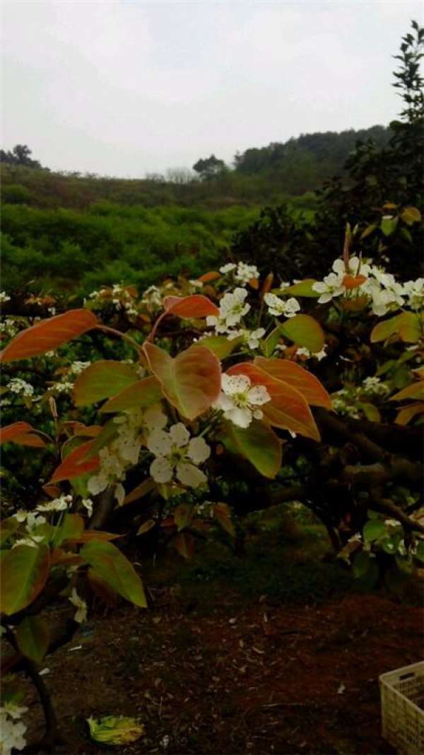 Pear Tree
