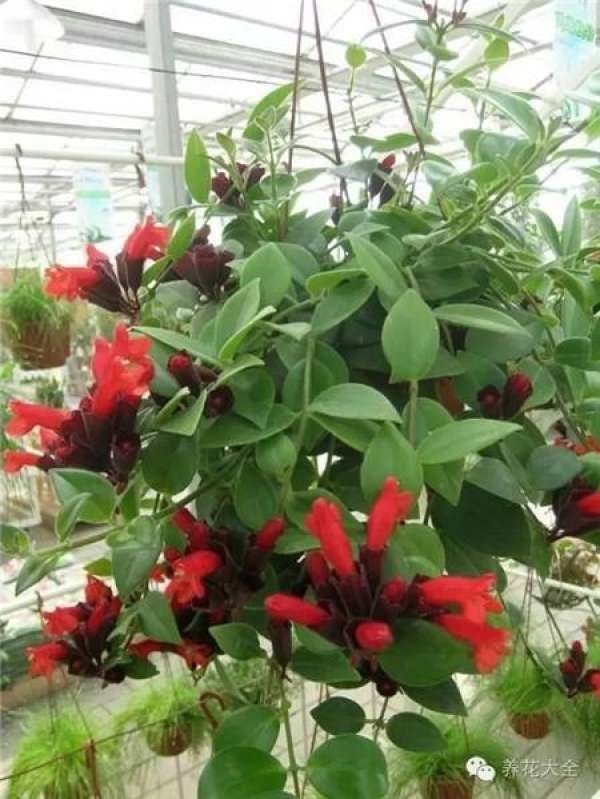 Lipstick Chlorophytum