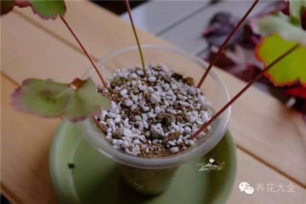Culture soil