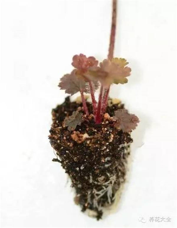 The root system is almost the same.
