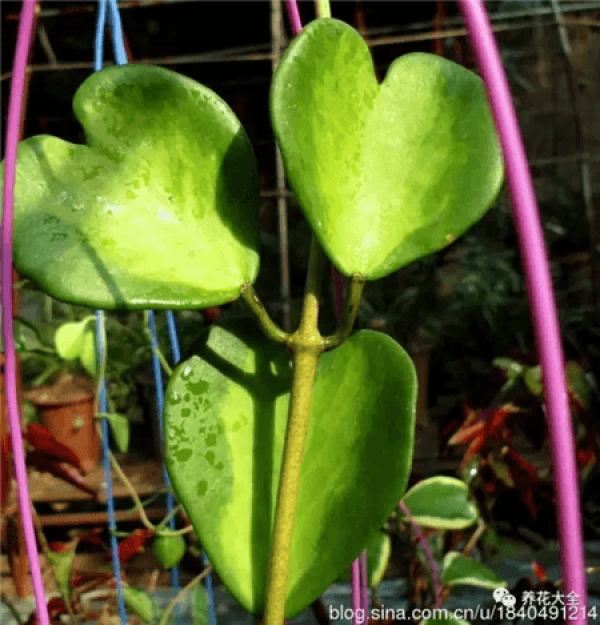 Hoya cordate