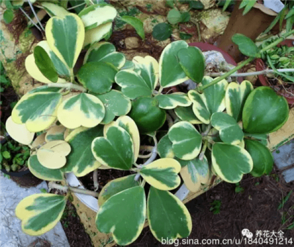 Hoya cordate