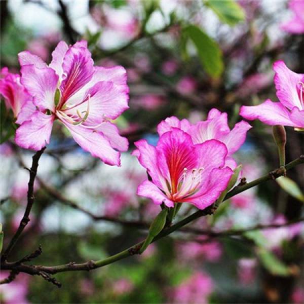 cutting propagation of Bauhinia