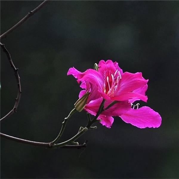 Grafting Propagation of Bauhinia blakeana